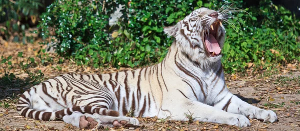White Tiger animal — Stock Photo, Image