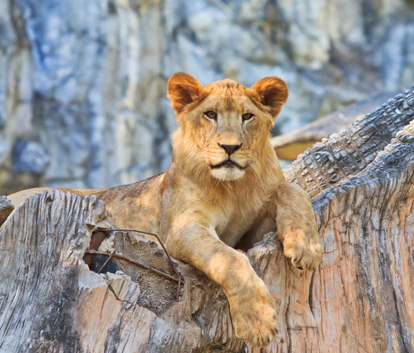 Leone animale selvatico — Foto Stock