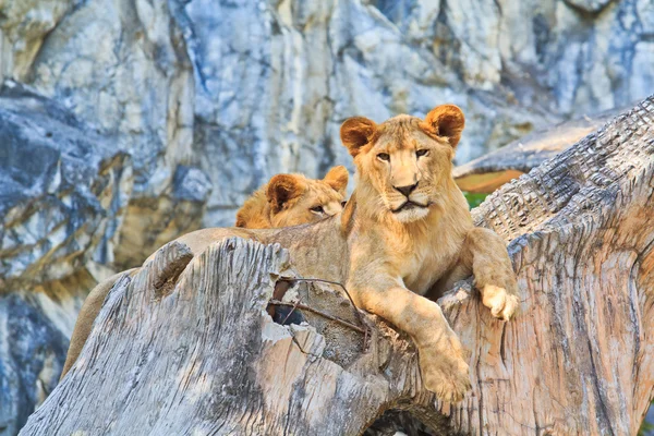 Zwierzęta dzikie lwy — Zdjęcie stockowe