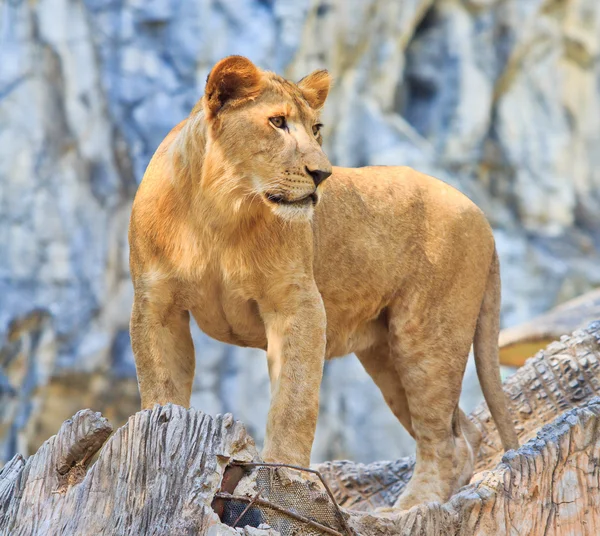 Leão animal selvagem — Fotografia de Stock
