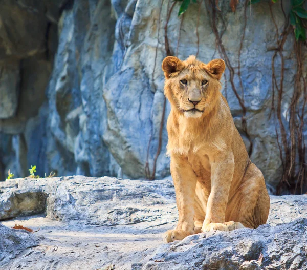 Leone animale selvatico — Foto Stock