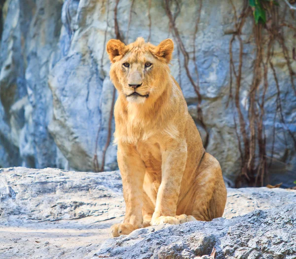 Animal sălbatic leu — Fotografie, imagine de stoc