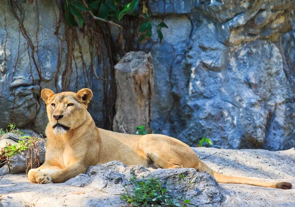 Lew dzikich zwierząt — Zdjęcie stockowe