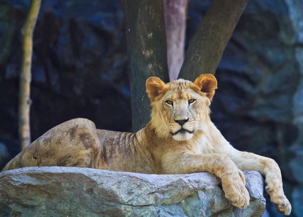 Animal sălbatic leu — Fotografie, imagine de stoc