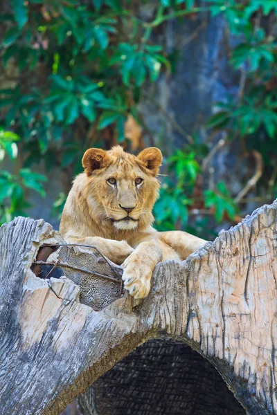 Leone animale selvatico — Foto Stock