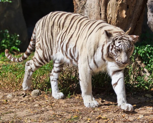 Tigre blanco animal — Foto de Stock