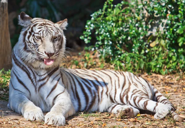 Tigre branco animal — Fotografia de Stock