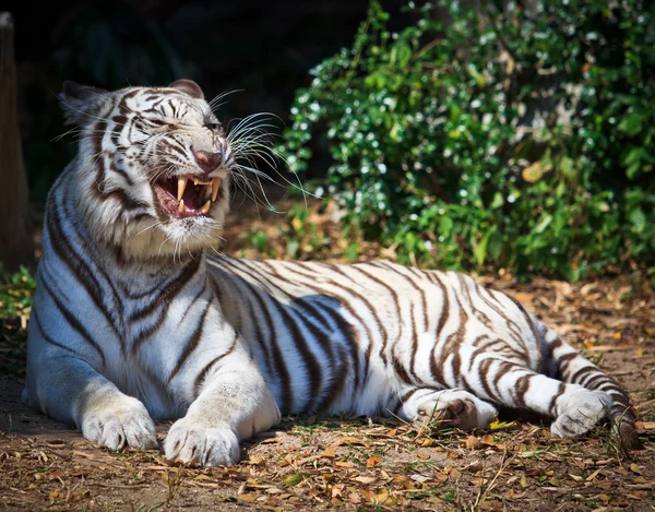 Tigre blanco animal — Foto de Stock