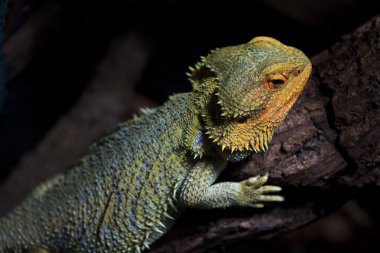 Sakallı Ejder hayvan