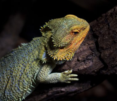 Sakallı Ejder hayvan