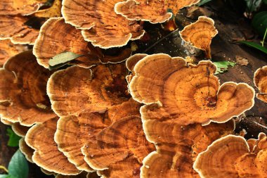 ormandaki kültürsüz mantar