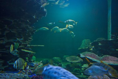 Sualtı akvaryum balık