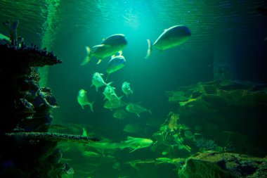 Sualtı akvaryum balık