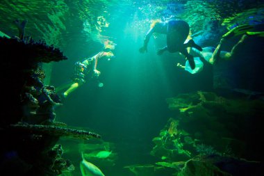 dalgıçlar sualtı akvaryum