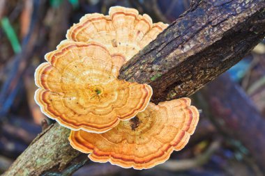 Ormanda Brown mantar