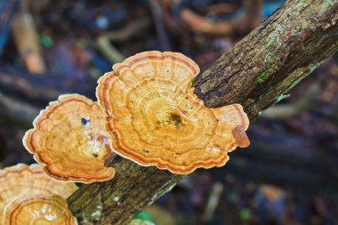 Ormanda Brown mantar