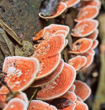 Ormandaki pembe mantar