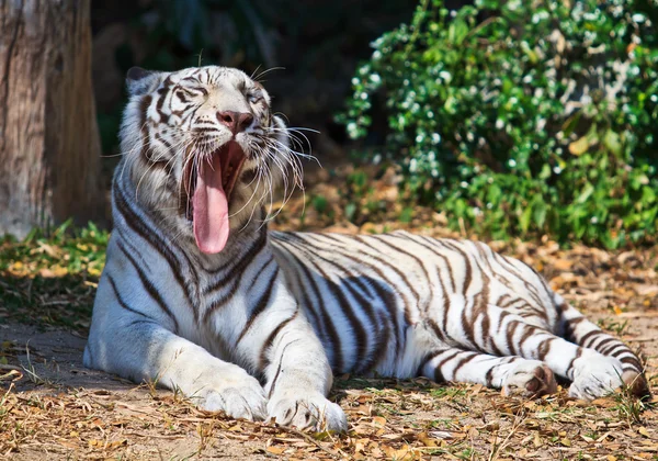 Fehér tigris állat — Stock Fotó