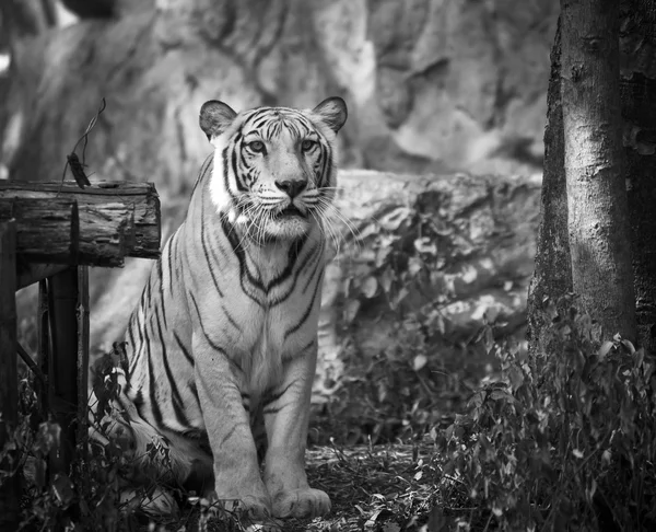 Белое животное тигра — стоковое фото