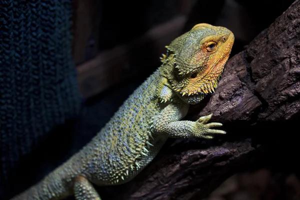 Dragão barbudo animal — Fotografia de Stock