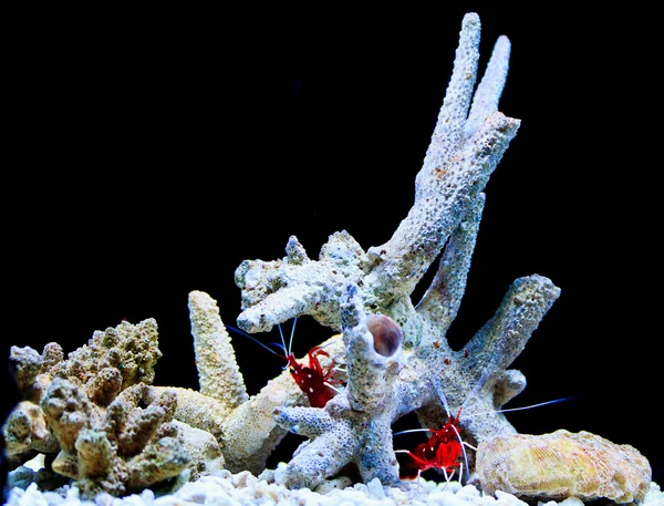 Coral reef in egypt — Stock Photo, Image