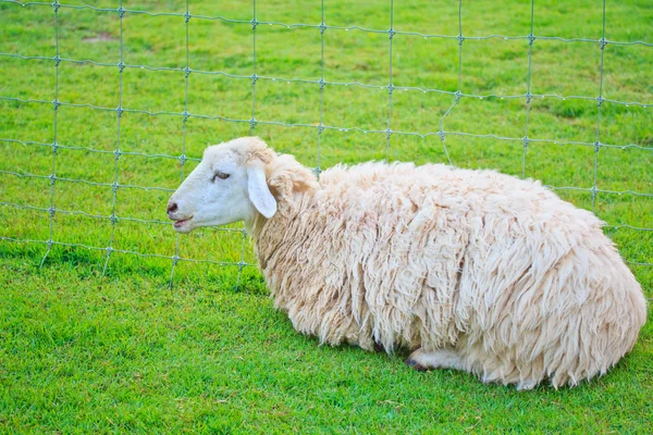 Ovejas blancas en granja — Foto de Stock