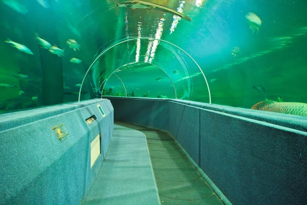 Túnel de acuario submarino — Foto de Stock