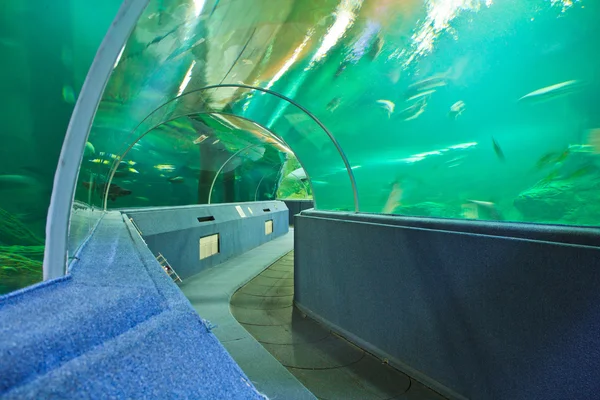 Подводный аквариумный тоннель — стоковое фото