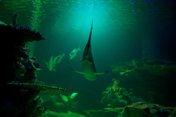 Fische im Unterwasseraquarium — Stockfoto