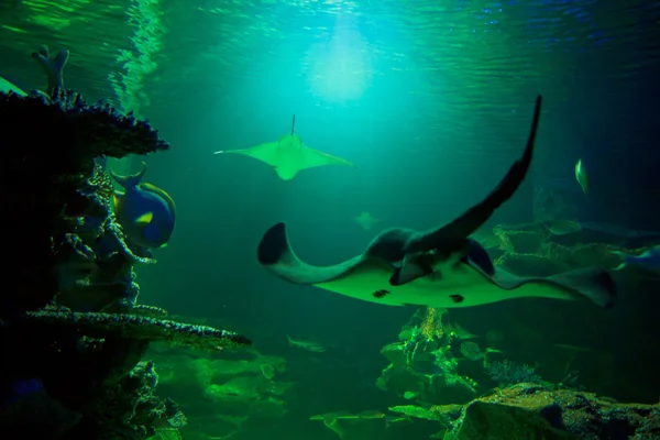 Peces en el acuario submarino — Foto de Stock