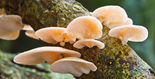 Белые грибы в лесу
