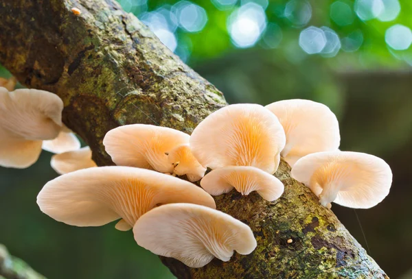 White mushrooms in forest — Stock Photo, Image