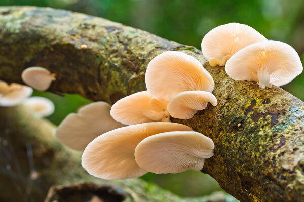 Белые грибы в лесу
