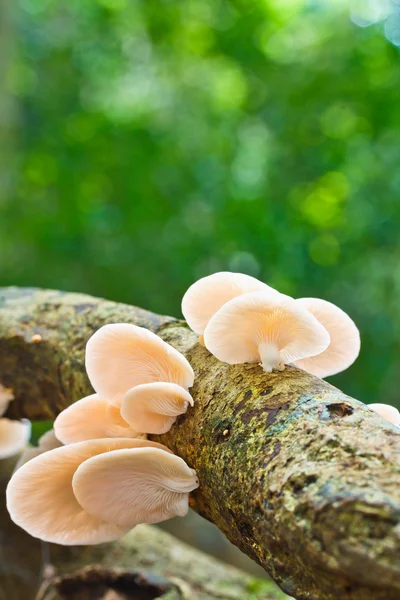 White mushrooms in forest — Stock Photo, Image