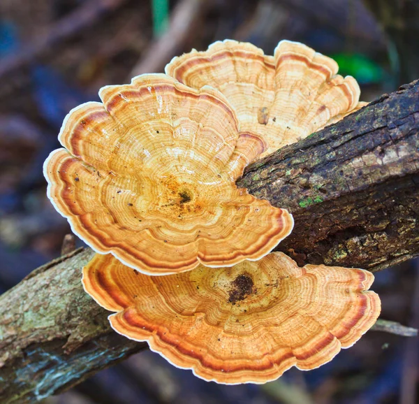 Brun svamp i skogen — Stockfoto