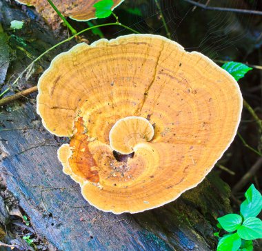 ormandaki kahverengi mantar