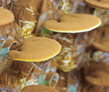 büyüyen Ganoderma Lucidium mantar