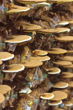 büyüyen Ganoderma Lucidium mantar