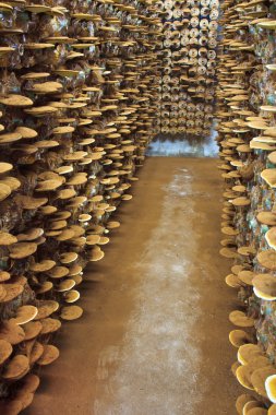 büyüyen Ganoderma Lucidium mantar