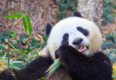 Panda bear animal clipart