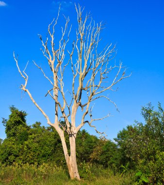 Ağaç kuru dalları ile