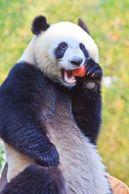 Panda bear animal clipart