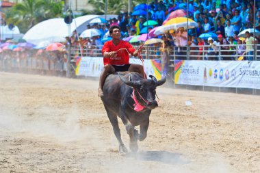 Festivali racing manda