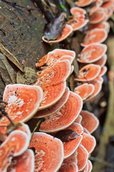 Rosa Pilze im Wald — Stockfoto