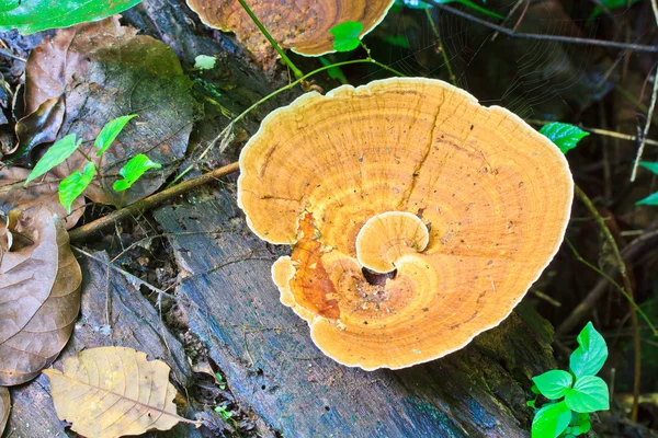 Hnědá houby v lese — Stock fotografie