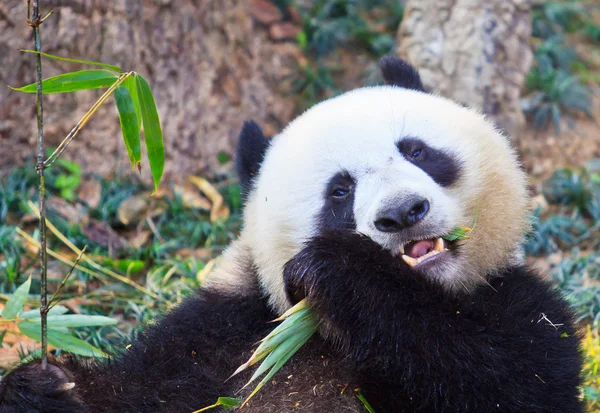 Panda orso animale — Foto Stock