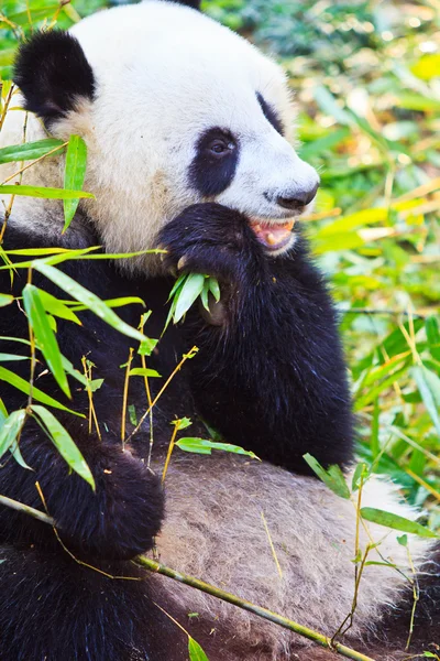 Panda urso animal — Fotografia de Stock