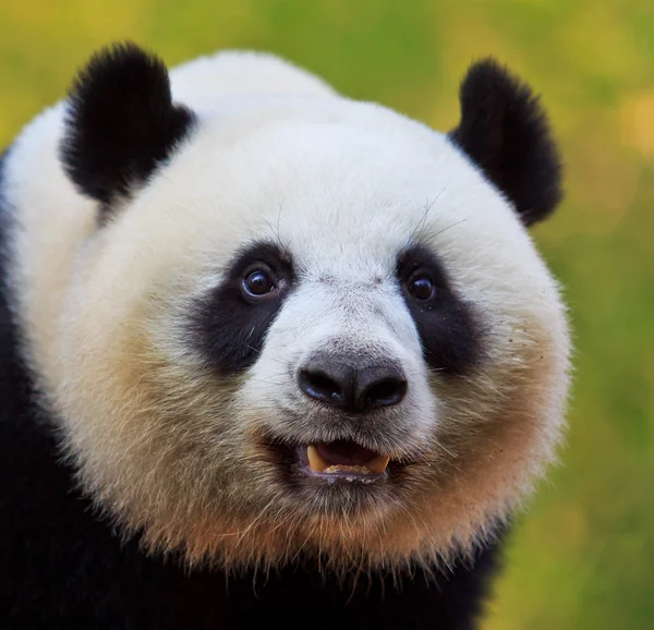 Panda urso animal — Fotografia de Stock