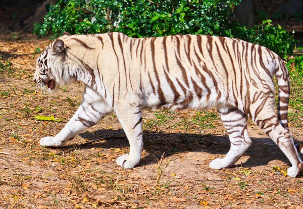 Tigre blanco animal — Foto de Stock