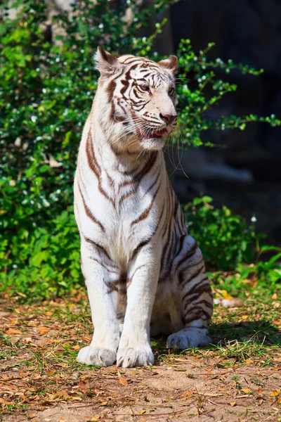 Tigre blanco animal — Foto de Stock